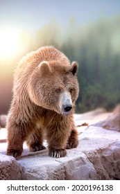 image of a big brown bear in the mountains - Shutterstock ID 2020196138