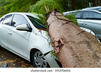 Image Of A Big Tree That Fell On A White Car By Strong Wind Storm, Insurance Disaster Or Car Accident Concept. Assureance Risk And Destruction Damage.