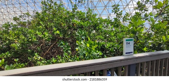 Image From The Biosphere 2 Facility Near Tucson, Arizona, USA