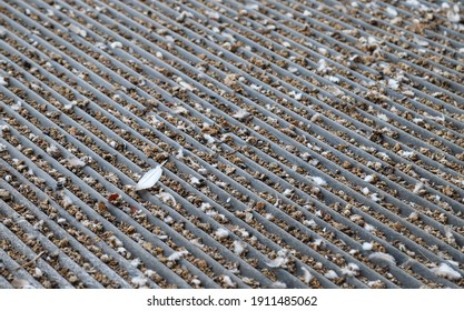 Image Of Bird's Feces, Solid Waste Of Birds On The Roof, Poor Sanitation Condition. Causes Of Some Respiratory Diseases.