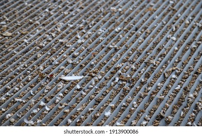 Image Of Bird's Feces, Solid Waste Of Birds On The Roof, Poor Sanitation Condition. Causes Of Some Respiratory Diseases.