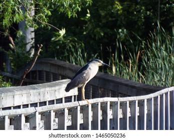 Image Of A Black Crowned Heron At American DR Nature Preserve Southfield MI