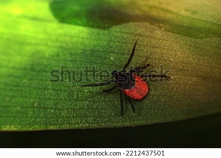 Image of a Black legged tick