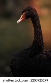 Image Of A Black Swan