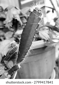 The image is a black and white close-up of a tall, slender cactus growing upwards. It features prominent, sharp spines protruding from its ribbed edges. In the background, there are blurred leaves of other plants and a large pot, creating a soft depth of field that makes the cactus stand out. The lighting highlights the texture of the cactus skin and the delicate structure of the needles.