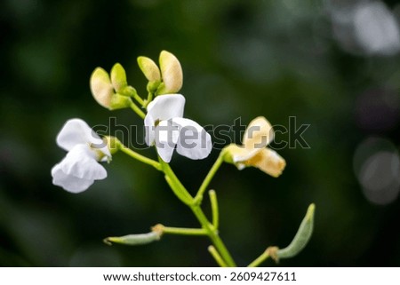 image of blooming common bean (Phaseolus vulgaris) with white flowers and yellow buds against a blurred green background