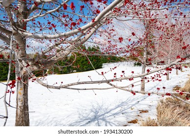 Image of a blooming red tree with snow on the ground and a vineyard in the background