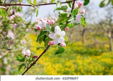 image of a blossoming apple tree in orchard,spring theme. flower against dandelion background.