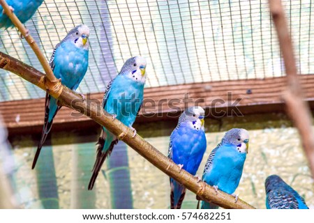 Image blue parrots sitting on a branch in an aviary