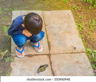 image of a boy playing and exploring alive butterfly in garden.