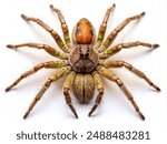 an image of a Brazilian Wandering Spider (Phoneutria) isolated on a white background.