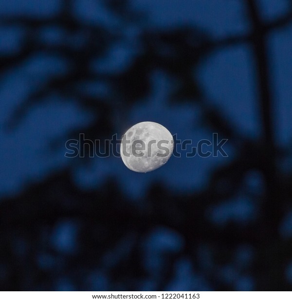 image of bright full moon on dark\
blue sky with silhouette of tree branches in\
foreground