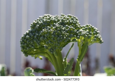 Image of Broccoli