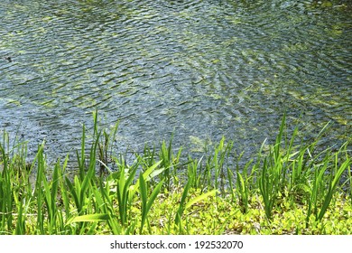 An image of Brook