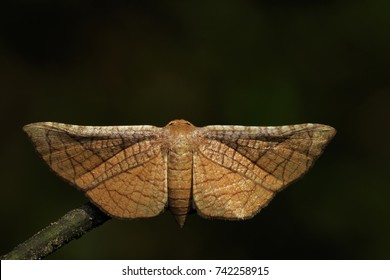 Image Of Brown Butterfly Moth (Lasiocampidae) On Nature Background. Insect, Animal