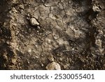 Image of Brown dirt soil surface close up. Texture for background usage