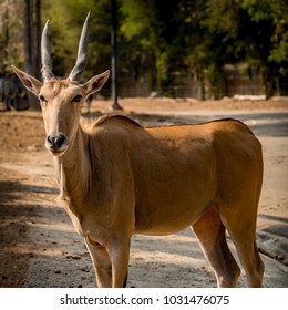 Image Of Brown Greater Eland