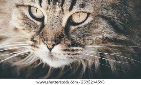 A image of Brown Mainecoon