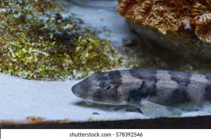 Image Of Brownbanded Bamboo Shark In Aquarium Tank.