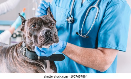 Image Of A Bulldog Being Examined At The Clinic. Two Doctors. Veterinary Medicine Concept. Taking Care Of Pets. Mixed Media