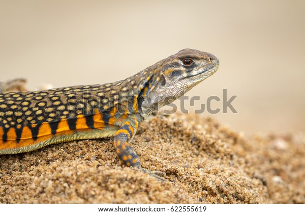 Image Butterfly Agama Lizard Leiolepis Cuvier Stock Photo