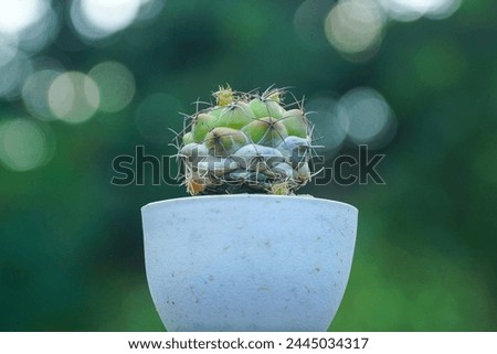 Image of cactus in the garden, Cactus background.