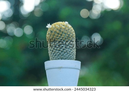 Image of cactus in the garden, Cactus background.