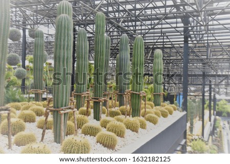 An image of  Cactus trees in park