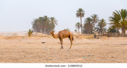 Image of camel in desert Sahara on background palm trees, Tunisia, Africa