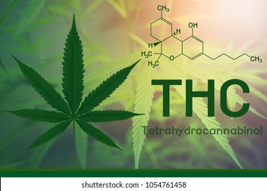 Image Cannabis Of The Formula Thc