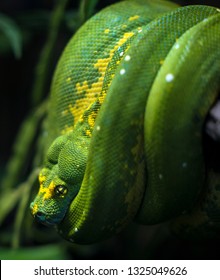 image capture of closeup of wild vibrant and textured green tree python snake in amazon jungle