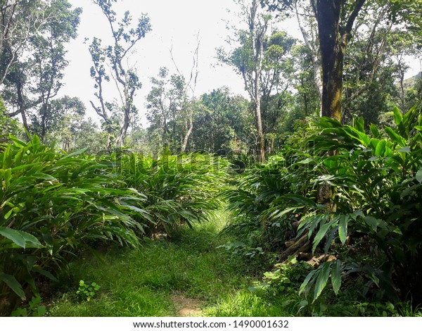 Image Captured Cardamom Plantation Idukki District Stock Photo (Edit ...