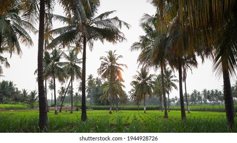 223 Coconut trees pics Images, Stock Photos & Vectors | Shutterstock