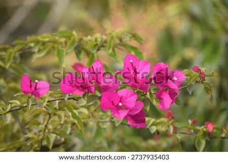 The image captures the bright, paper-like structures of the plant, which are actually bracts, not petals. The actual flowers are small and white, located within these colorful bracts. 