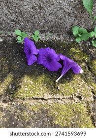 The image captures a close-up, high-angle shot of three vibrant purple Mexican Petunia blossoms (Ruellia simplex) lying horizontally across a weathered, mossy concrete surface.
​Key Elements:
​The Flowers: The three funnel-shaped flowers are the focal point, positioned in the center. Their petals exhibit a delicate, crinkled texture with deep violet hues. The flower on the right is tilted, revealing its pale, slender tube.
​The Ground: They rest on a dark, damp concrete slab partially covered in patches of bright green moss and fine light-colored sand. A thin horizontal crack runs through the lower third of the frame.
​Background and Foliage: In the upper section, a rough, gray stone wall or curb provides a textured backdrop. Small, succulent-like green sprouts emerge from the crevices between the wall and the ground, adding a touch of fresh life to the rugged setting.
​The lighting is soft and natural, highlighting the contrast between the rich purple of the petals and the earthy, muted tones of the stone and moss.