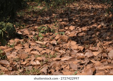 The image captures a close-up view of a forest floor densely covered with a layer of dry, brown, fallen leaves. The leaves vary slightly in shape and shade, creating a textured carpet across the ground. Interspersed among the dead leaves are small patches of green, living vegetation and dry grass. 