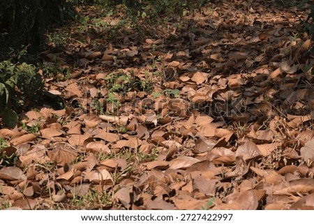 The image captures a close-up view of a forest floor densely covered with a layer of dry, brown, fallen leaves. The leaves vary slightly in shape and shade, creating a textured carpet across the ground. Interspersed among the dead leaves are small patches of green, living vegetation and dry grass. 