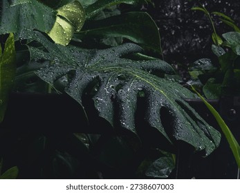 The image captures a close-up view of a large, mature tropical leaf resting across a dark metal railing. The leaf appears to be a Monstera, recognizable by its broad surface and distinctive natural splits and perforations. Its deep green color is intensified by the low, moody lighting, creating a rich, almost velvety appearance. Tiny water droplets cling to the entire surface, suggesting recent rainfall or mist. The droplets vary in size—some forming small beads while others merge into larger, glistening clusters that reflect faint highlights.

The central vein of the leaf runs prominently from the stem outward, branching into smaller veins that create a subtle textured pattern beneath the glossy surface. The edges of the leaf curve slightly downward, weighed by moisture. In the background, additional foliage layers into soft darkness, with hints of other broad leaves partially illuminated. The setting feels humid and lush, evoking a tropical rainforest or garden after rain. The overall mood is calm, intimate, and slightly dramatic due to the deep shadows and selective lighting that emphasizes texture and moisture.