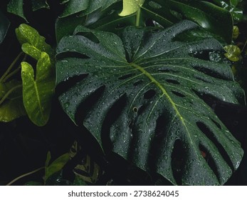 The image captures a close-up view of a large, mature tropical leaf resting across a dark metal railing. The leaf appears to be a Monstera, recognizable by its broad surface and distinctive natural splits and perforations. Its deep green color is intensified by the low, moody lighting, creating a rich, almost velvety appearance. Tiny water droplets cling to the entire surface, suggesting recent rainfall or mist. The droplets vary in size—some forming small beads while others merge into larger, glistening clusters that reflect faint highlights.

The central vein of the leaf runs prominently from the stem outward, branching into smaller veins that create a subtle textured pattern beneath the glossy surface. The edges of the leaf curve slightly downward, weighed by moisture. In the background, additional foliage layers into soft darkness, with hints of other broad leaves partially illuminated. The setting feels humid and lush, evoking a tropical rainforest or garden after rain. The overall mood is calm, intimate, and slightly dramatic due to the deep shadows and selective lighting that emphasizes texture and moisture.