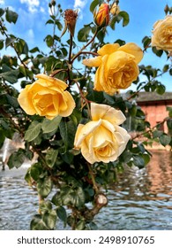  The image captures a close-up view of a tree branch adorned with vibrant, yellow roses and lush green leaves, set against a serene backdrop of a body of water.