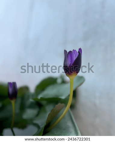 The image captures a delicate purple flower, possibly a tulip, emerging amidst green leaves against a soft-focus background. The flower’s petals are closed, suggesting early morning or late evening