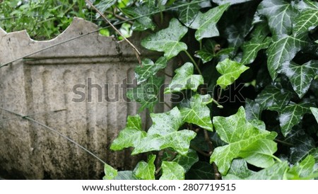 The image captures the dense branches of an evergreen ivy, featuring glossy, five-lobed leaves covered in water droplets. In the background on the left, a broken, dirty vase with a chip is visible.