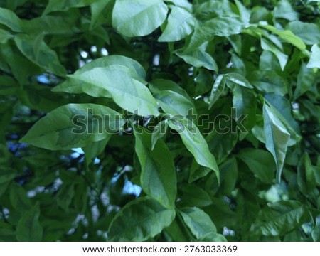 The image captures a **dense cluster of lush green leaves**, likely from a tropical shrub or tree