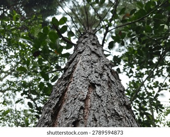 The image captures a dramatic, worm's-eye perspective looking directly up the textured trunk of a towering pine tree. The camera is positioned extremely close to the base, emphasizing the rough, deeply fissured, and flaky texture of the dark gray and brown bark in sharp detail.