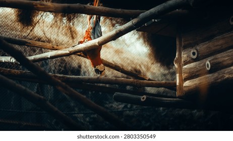 The image captures a focused, eye-level shot of a macaw perched upside down on a wooden branch within an enclosure. The main subject, a vibrant scarlet macaw, is positioned in the centre, displaying its brilliant red, blue, and yellow plumage as it investigates the branch with its beak. The composition is structured by a series of intersecting, rough wooden perches that crisscross the frame, creating dynamic diagonal lines. To the right, a section of a rustic, log-style wooden structure is visible, serving as a shelter. The environment appears to be an aviary, with a dark, fine-mesh wire screen forming the background, which is softly blurred to emphasize the macaw. The lighting is dramatic and warm, likely coming from a directional source that highlights the textures of the wooden logs, the macaw's feathers, and the weathered grain of the wood, while casting the lower portion of the image into deep, moody shadows. The colours are dominated by the striking contrast between the saturated warm tones of the macaw and the wood, and the cool, dark tones of the surrounding wire and shade. The overall mood is intimate and observant, highlighting a quiet, naturalistic moment within a controlled setting.
