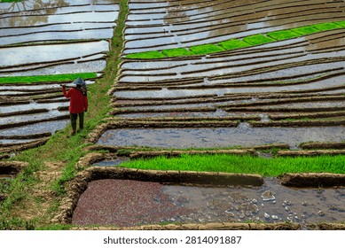 The image captures a high-angle view of terraced rice paddies with a farmer walking along a narrow earthen path on the left. The farmer is wearing a traditional conical hat, a red long-sleeved shirt, and green pants, carrying a tool across their shoulders. The fields are in the early stages of cultivation, with some plots filled with water reflecting the sky, some containing patches of bright green seedlings, and one in the foreground filled with reddish-brown aquatic plants.