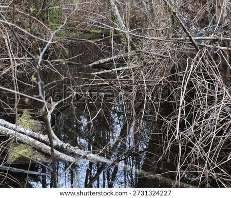 The image captures the intricate patterns of bare, dormant branches and fallen moss-covered logs mirrored in the dark, calm water of a swampy thicket. Ideal for themes of environmental conservation, seasonal transitions, and natural patterns
