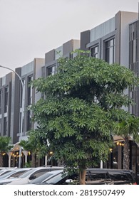 The image captures a modern streetscape featuring a leafy green tree in the foreground set against a row of contemporary commercial or residential buildings.
​Key Elements:
​Foreground: A lush, medium-sized tree with dense, star-shaped green leaves takes center stage. To its lower right, a small palm tree is visible alongside subtle warm decorative lights underneath.
​Vehicles: A row of parked cars—mostly white and dark silver or black SUVs—is partially visible at the bottom of the frame, lined up along the curb.
​Architecture: In the background stands a series of sleek, modern multi-story buildings (shophouses or townhouses) with a grey and dark slate palette, large glass windows, and vertical accent slats.
​Environment and Lighting: The sky is overcast and pale grey, casting a soft, diffuse light over the scene. A tall street lamp pole arcs gently over the left side.
