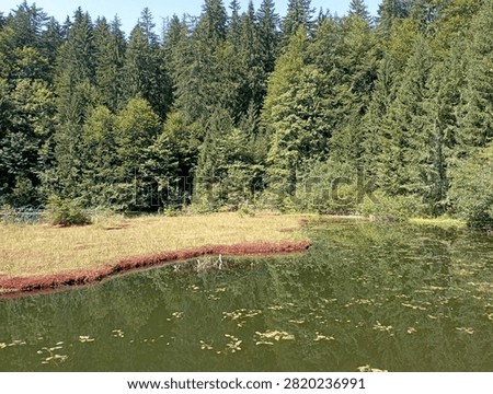 The image captures a panoramic view of a picturesque forest lake with a marshy shore, surrounded by a dense coniferous and mixed forest.

Here are the key details of the shot:

Body of water: In the foreground lies dark, calm water with a greenish hue. Small water lily leaves and aquatic vegetation float on the surface, reflecting the green tree canopies.

Shore and marsh: The curving shoreline consists of a peaty or marshy clearing covered in low, yellowish-green grass. The water's edge features a distinct reddish-brown border (likely due to sphagnum moss).

Forest: A dense wall of tall spruces, pines, and deciduous trees rises in the background. The treetops form a multi-layered green expanse beneath a clear, bright sky.

The photograph perfectly conveys an atmosphere of tranquility, summer warmth, and pristine wilderness.
