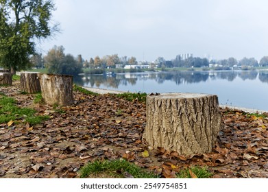 The image captures a serene lakeside scene with tree stumps lining a path covered in autumn leaves. The calm water mirrors the surrounding trees and buildings - Powered by Shutterstock